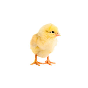 baby's sound: CHICK