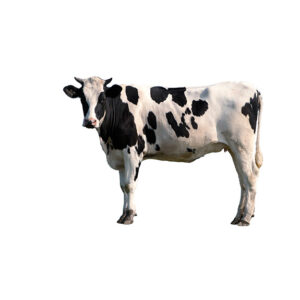 baby's sound: COW